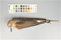 藏品(紅胸鴴)的圖片